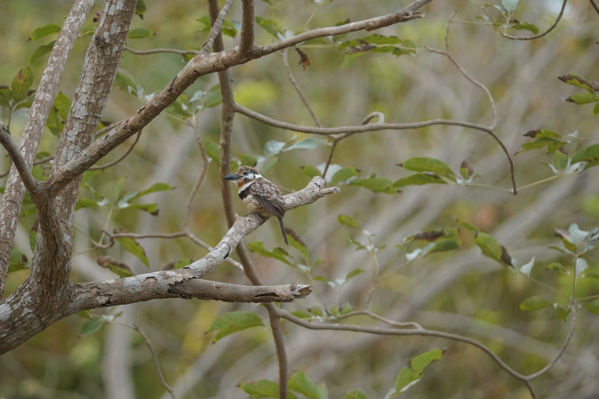 Russet-throated Puffbird - ML644352245