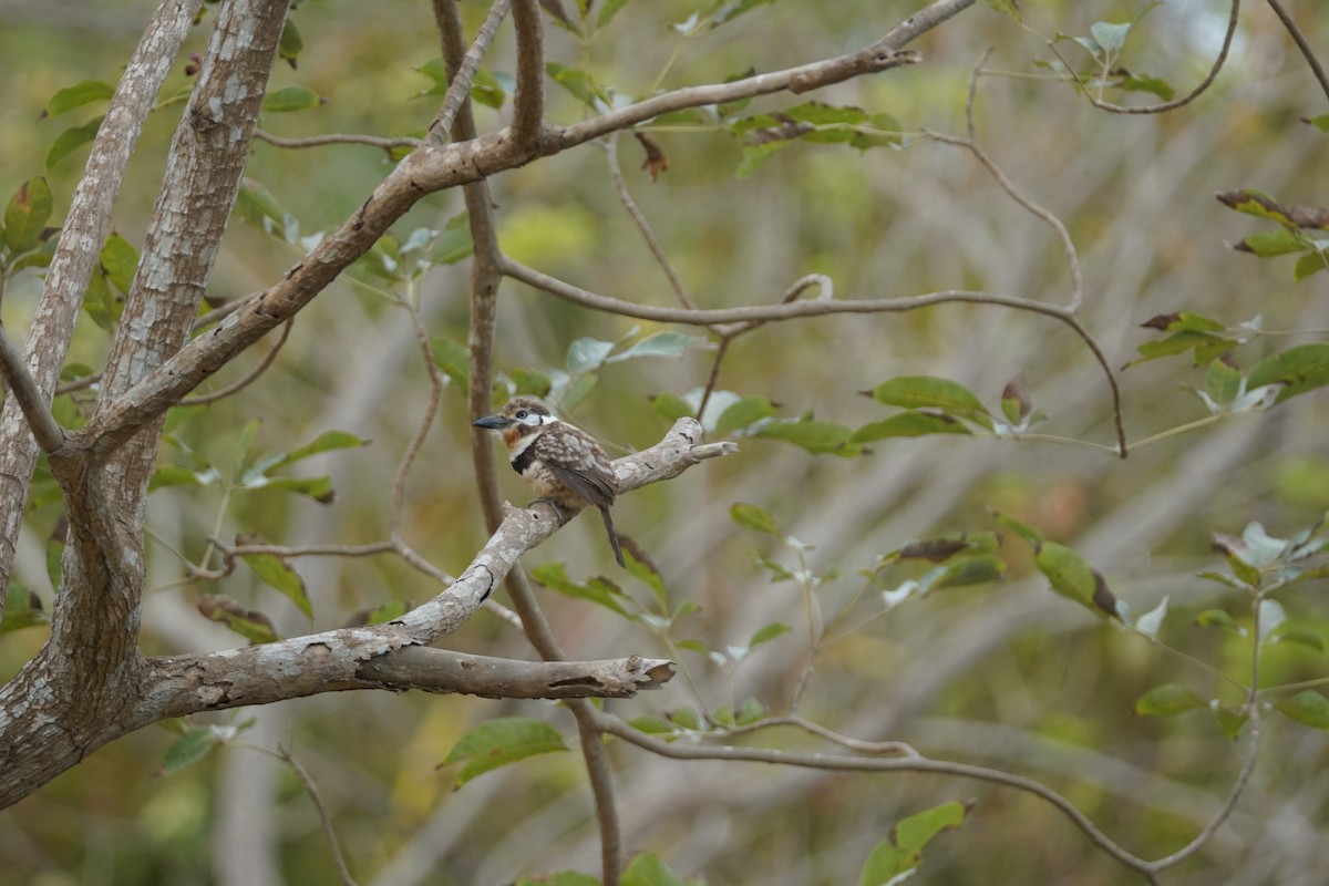 Russet-throated Puffbird - ML644352246