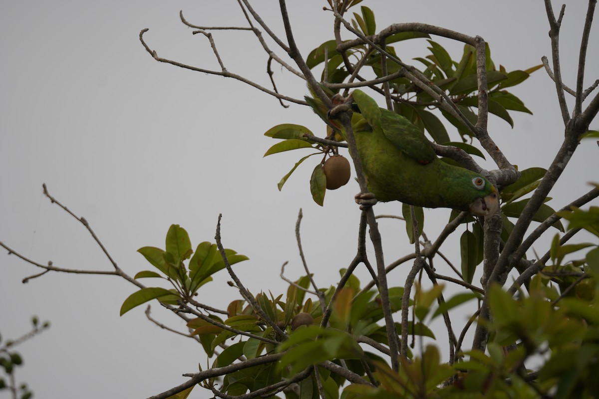 Yellow-crowned Amazon - ML644352247