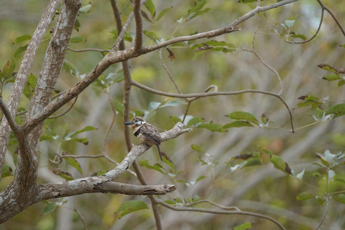 Russet-throated Puffbird - ML644352248