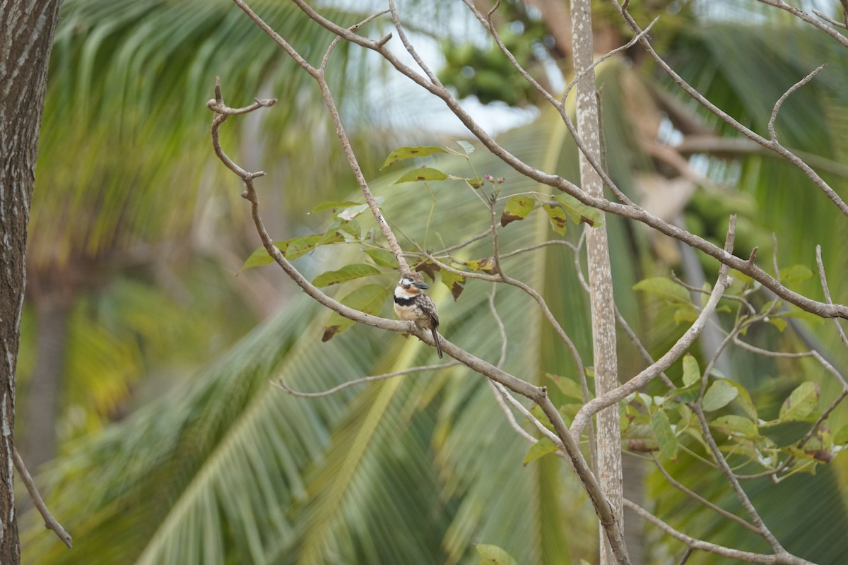 Russet-throated Puffbird - ML644352249
