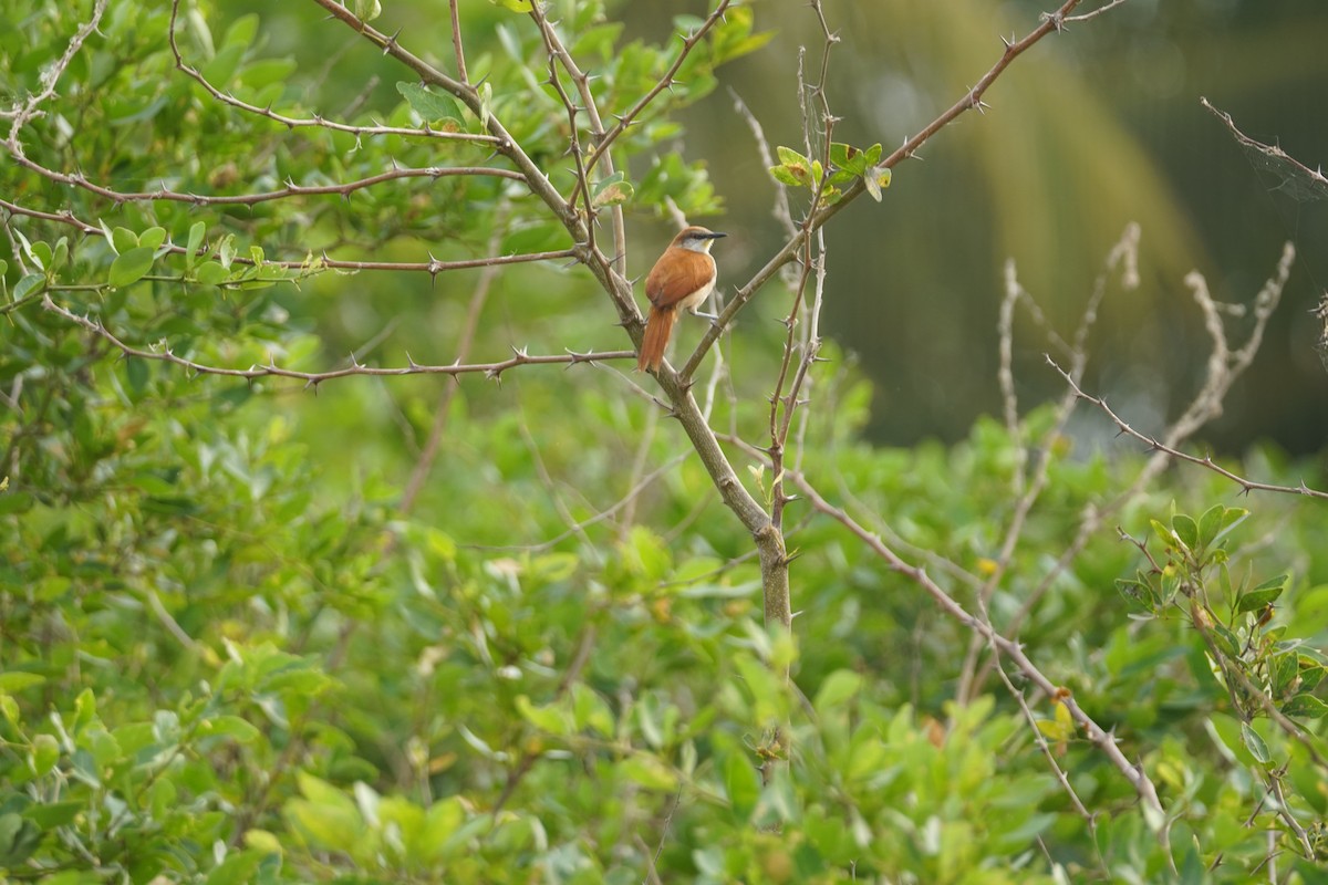 Gelbkinn-Riedschlüpfer - ML644352251