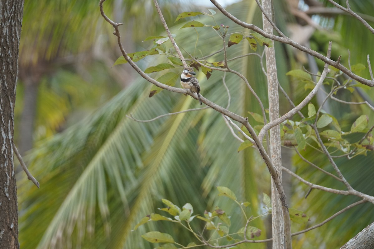 Russet-throated Puffbird - ML644352252