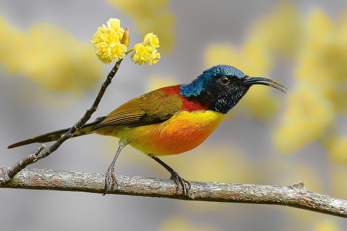 Green-tailed Sunbird - ML644352253