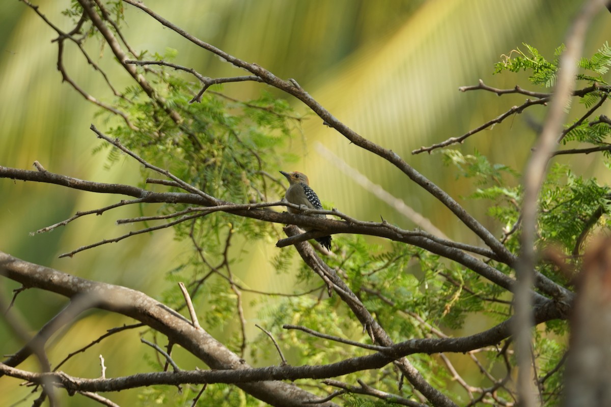 Гіла мала - ML644352261