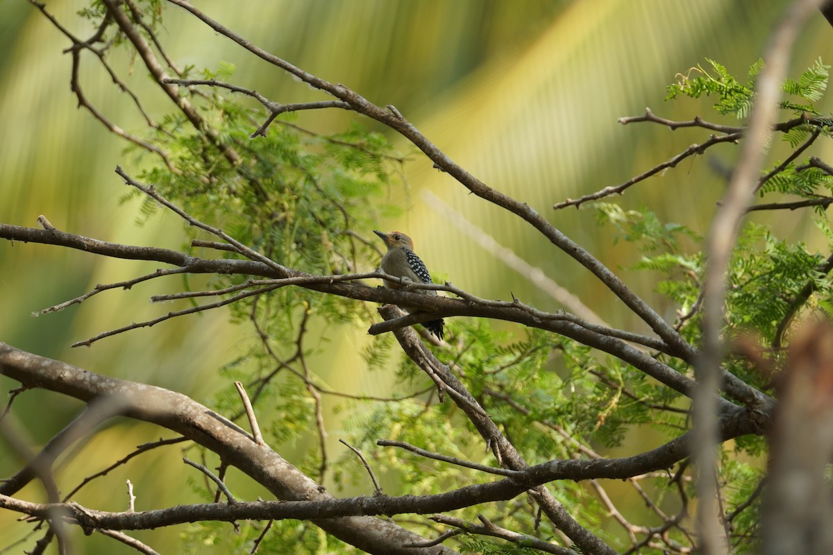 Гіла мала - ML644352262