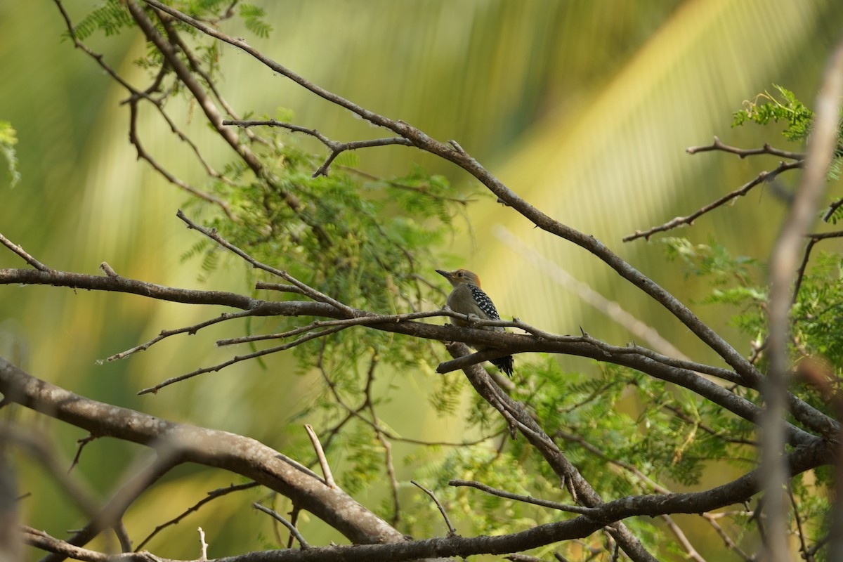 Гіла мала - ML644352263