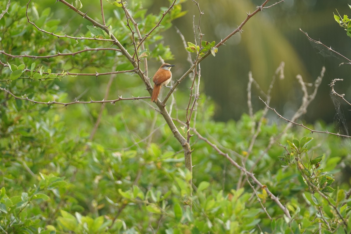 Gelbkinn-Riedschlüpfer - ML644352265