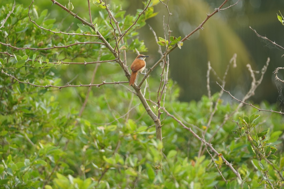 Gelbkinn-Riedschlüpfer - ML644352266