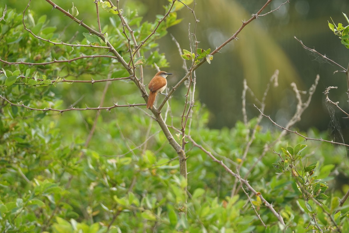 Gelbkinn-Riedschlüpfer - ML644352267