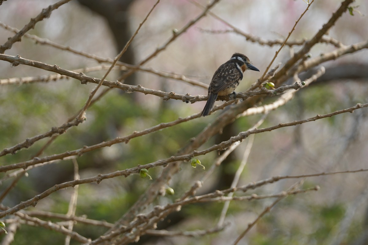 Russet-throated Puffbird - ML644352269