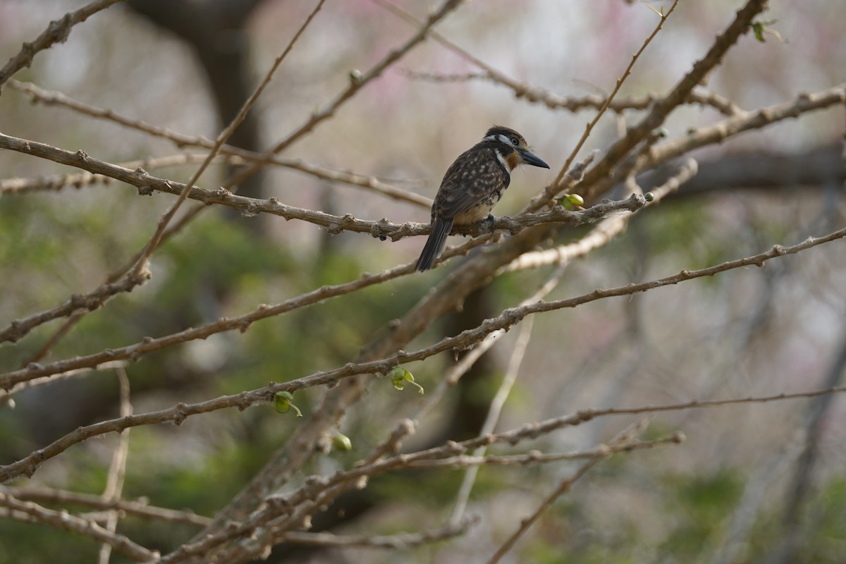 Russet-throated Puffbird - ML644352277