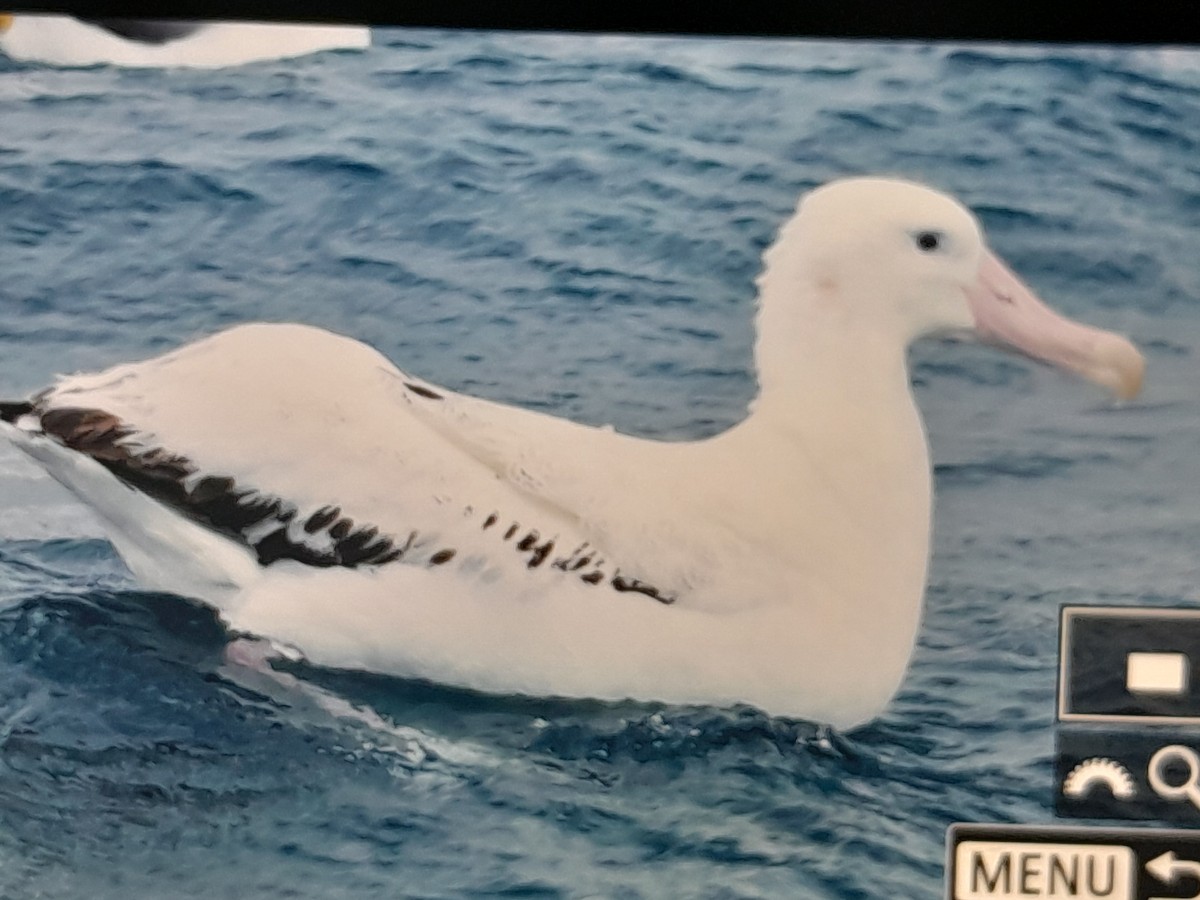 Antipodenalbatros (antipodensis) - ML644352285