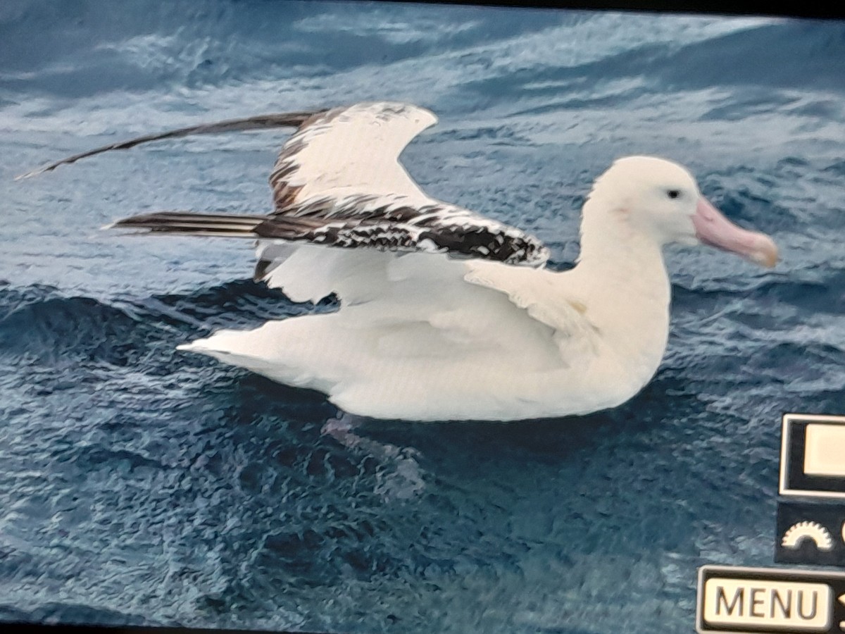Antipodenalbatros (antipodensis) - ML644352287