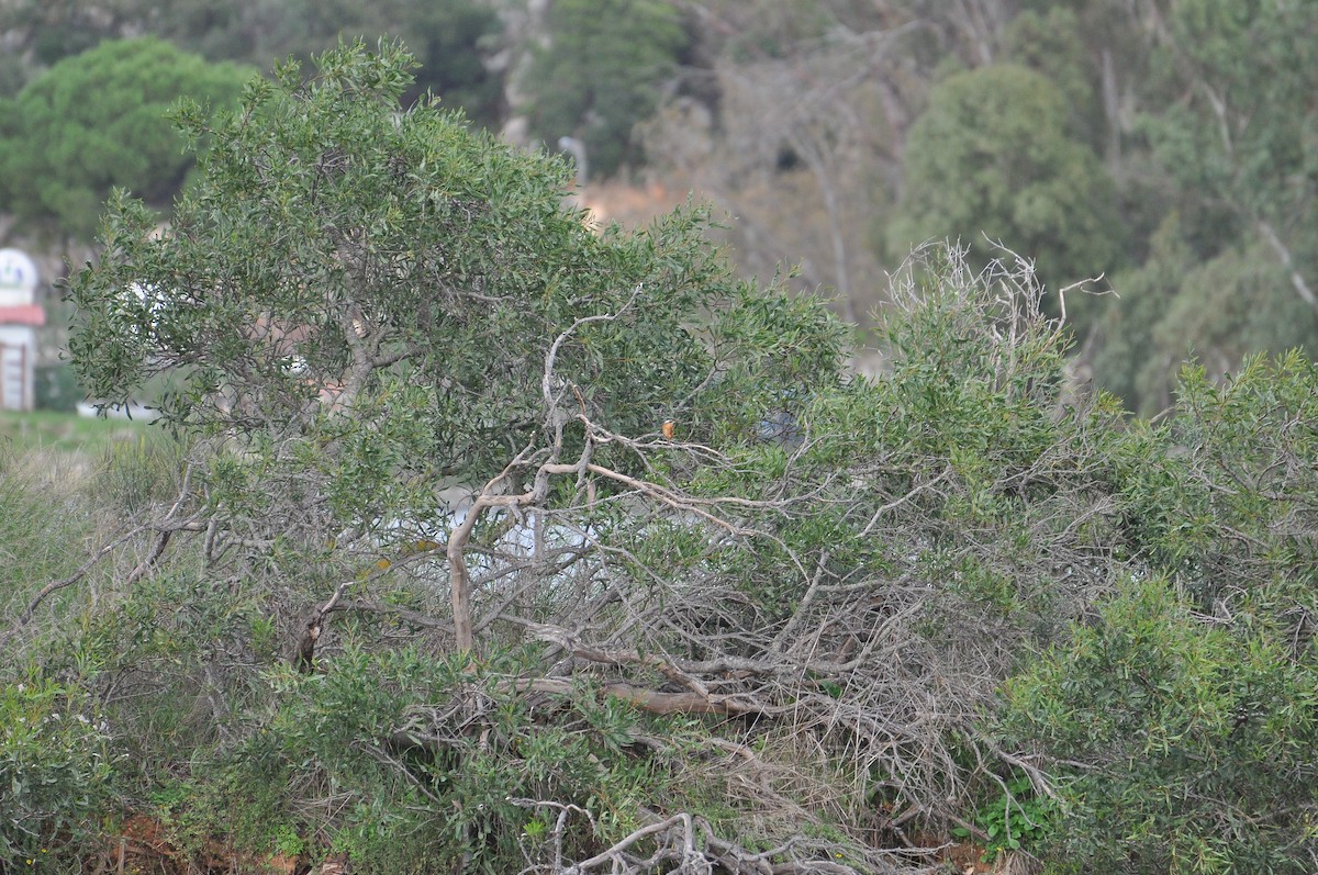 翠鳥 - ML644352291