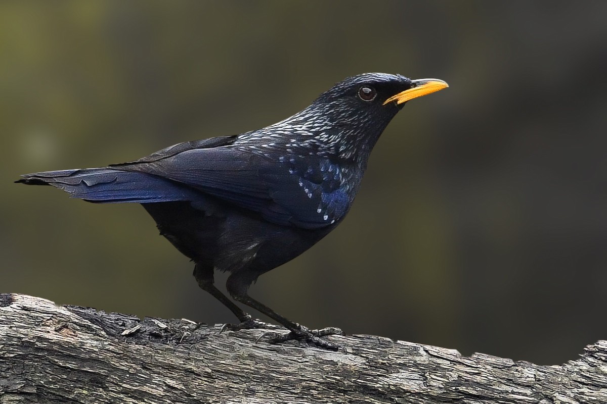 Blue Whistling-Thrush - ML644352292