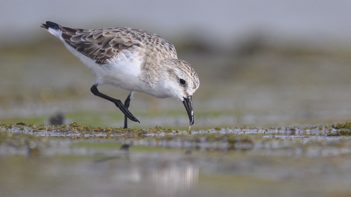 トウネン - ML644352293