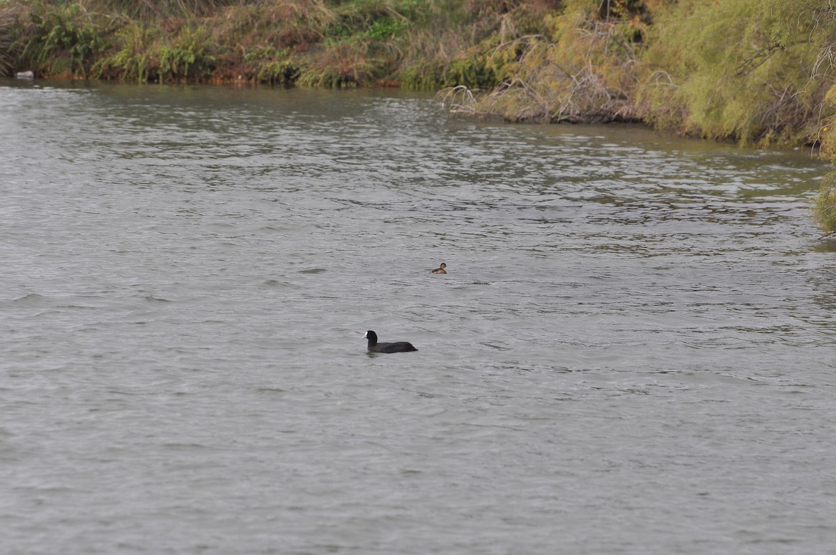 Little Grebe - ML644352294