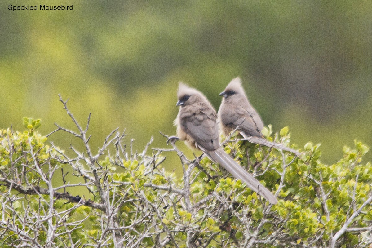 Speckled Mousebird - ML644352296