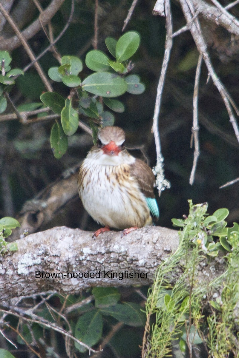 Brown-hooded Kingfisher - ML644352300