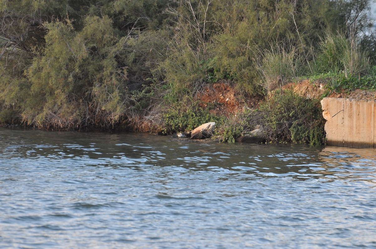 磯鷸 - ML644352301