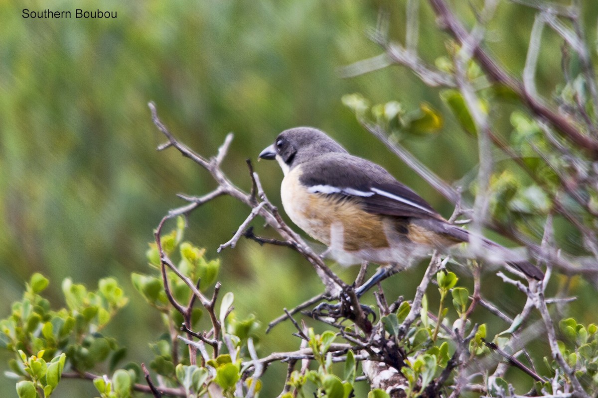 Southern Boubou - ML644352304