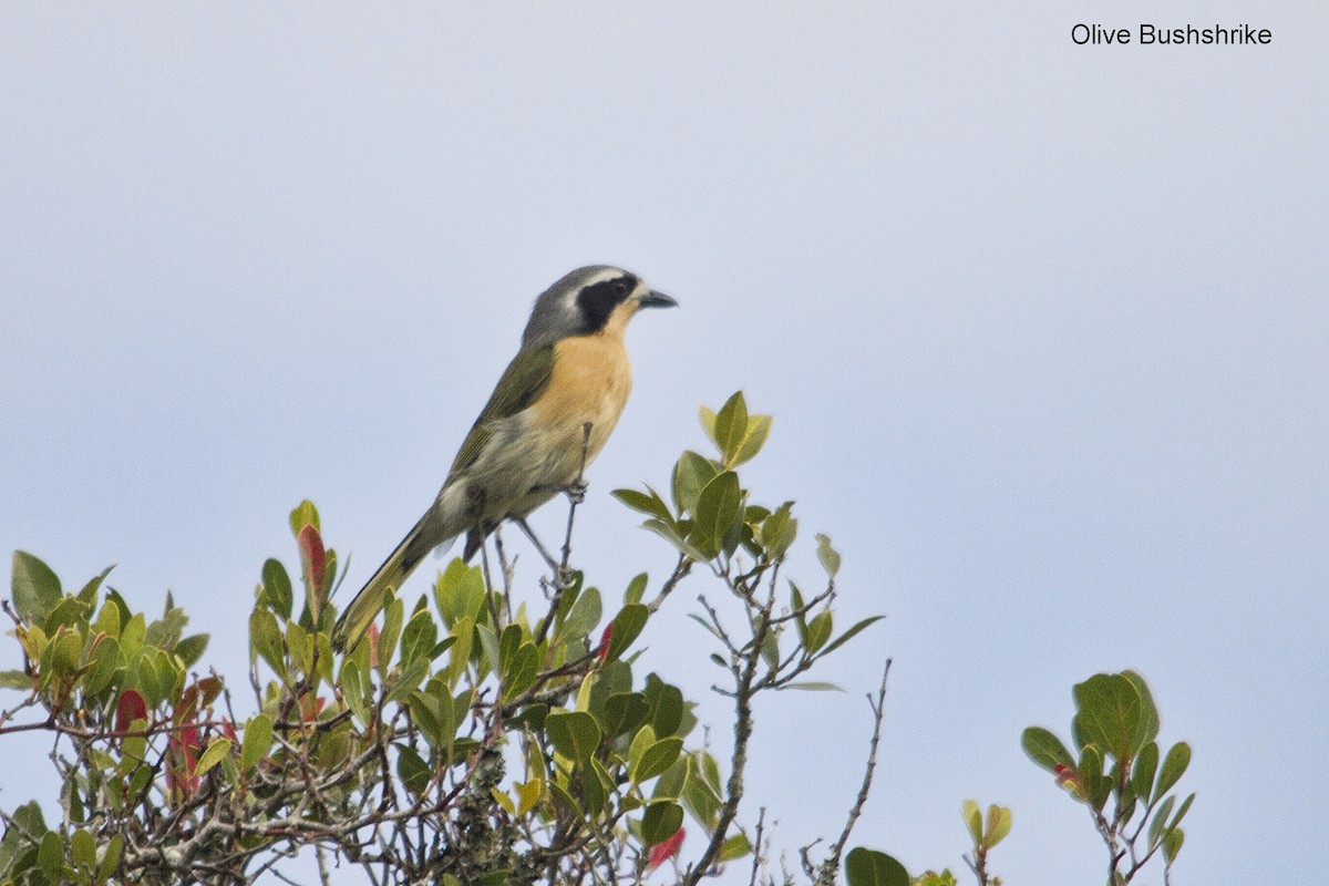 Olive Bushshrike - ML644352305