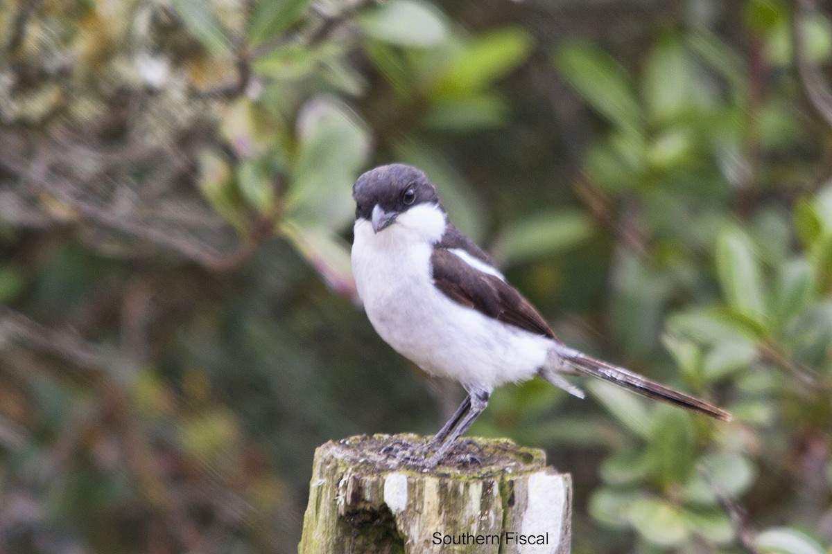 Southern Fiscal - ML644352306