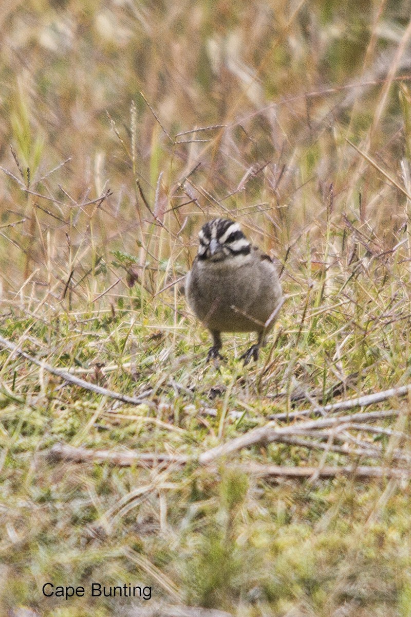 kappspurv - ML644352307