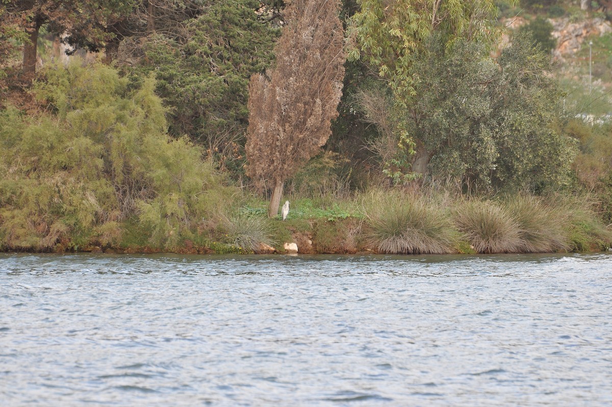 蒼鷺 - ML644352312