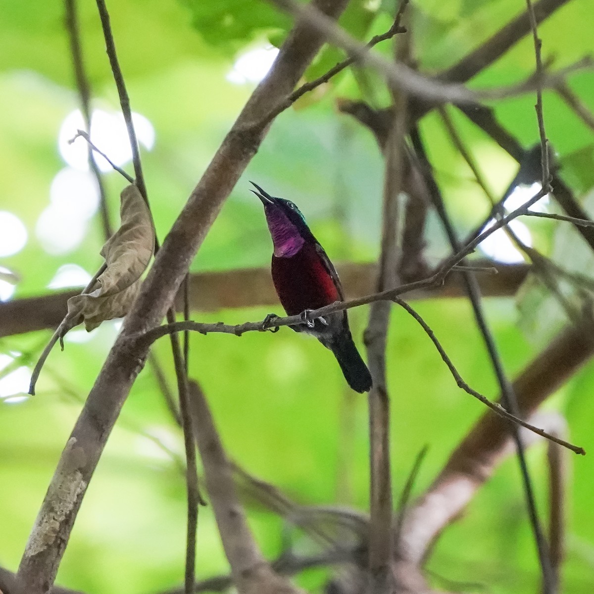 Van Hasselt's Sunbird - ML644352317