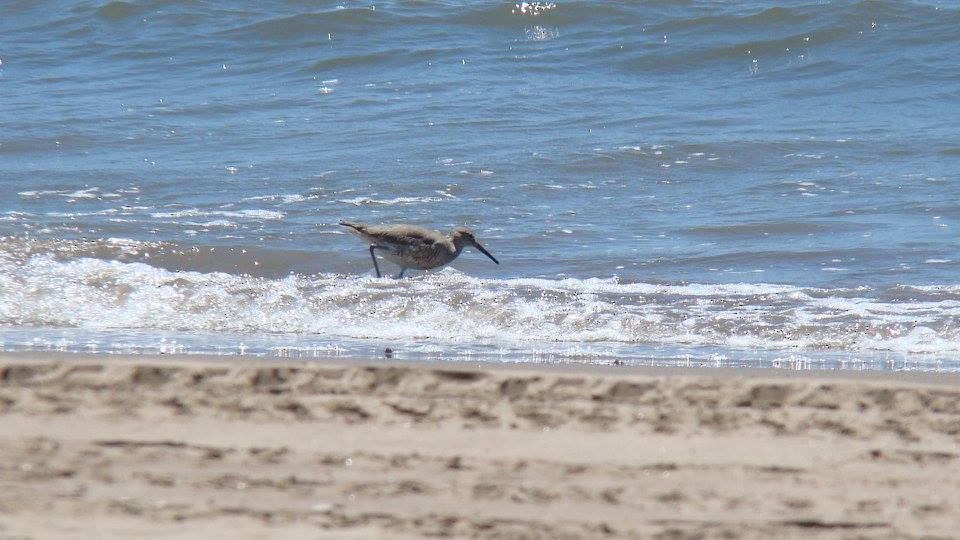 Kuliska erdipalmatua - ML644352332