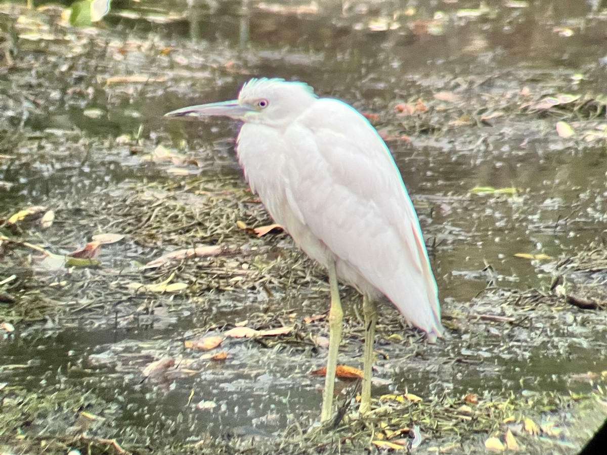 volavka modrošedá - ML644352338