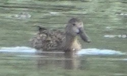 Cinnamon Teal - ML644352344