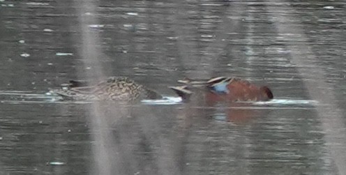 Cinnamon Teal - ML644352345