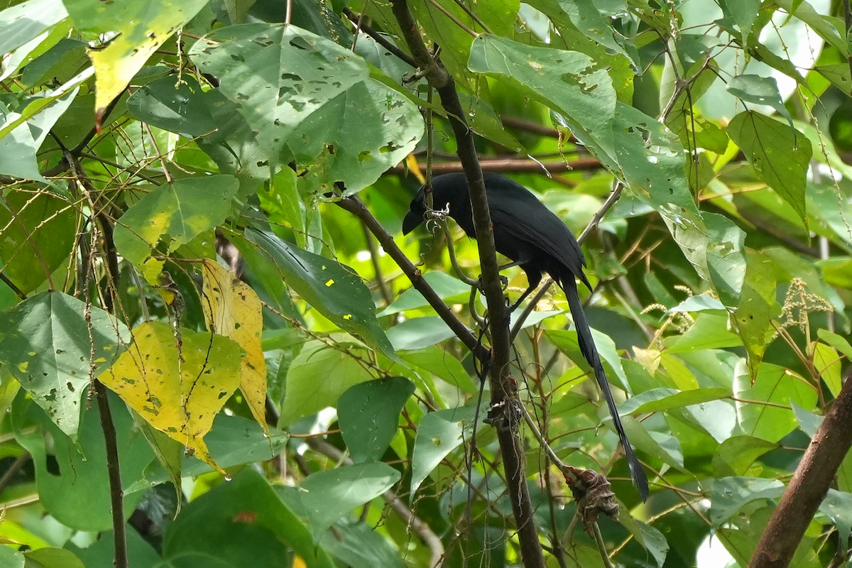 straka tmavá - ML644352346