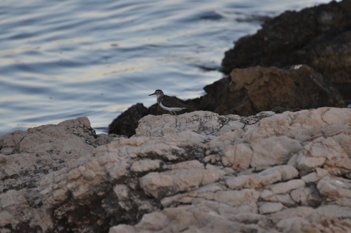 磯鷸 - ML644352350