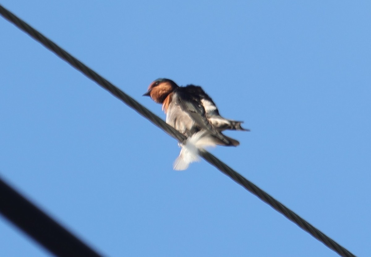 Pacific Swallow - ML644352352