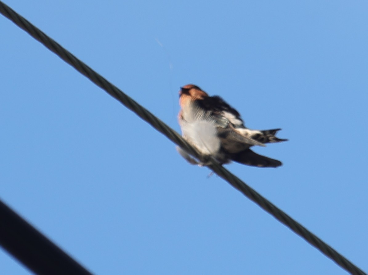 Pacific Swallow - ML644352353