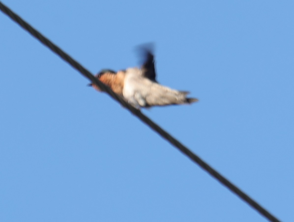 Pacific Swallow - ML644352354