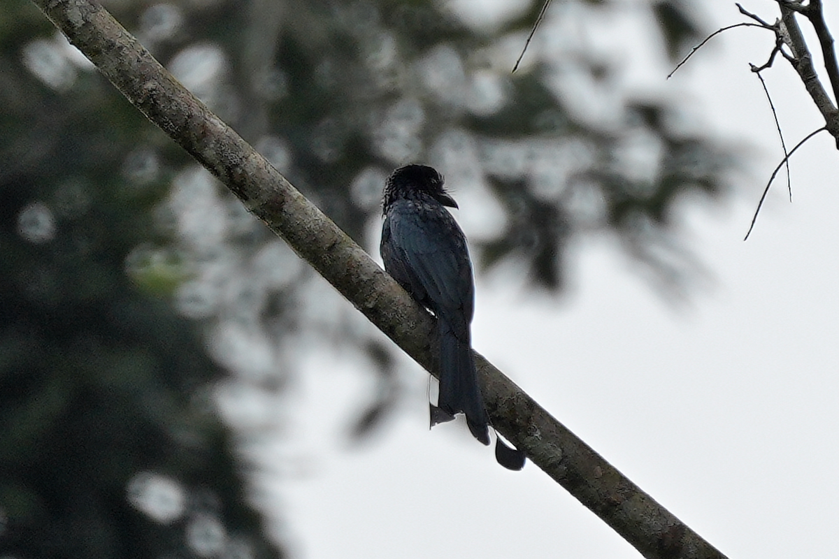 Drongo à raquettes - ML644352355