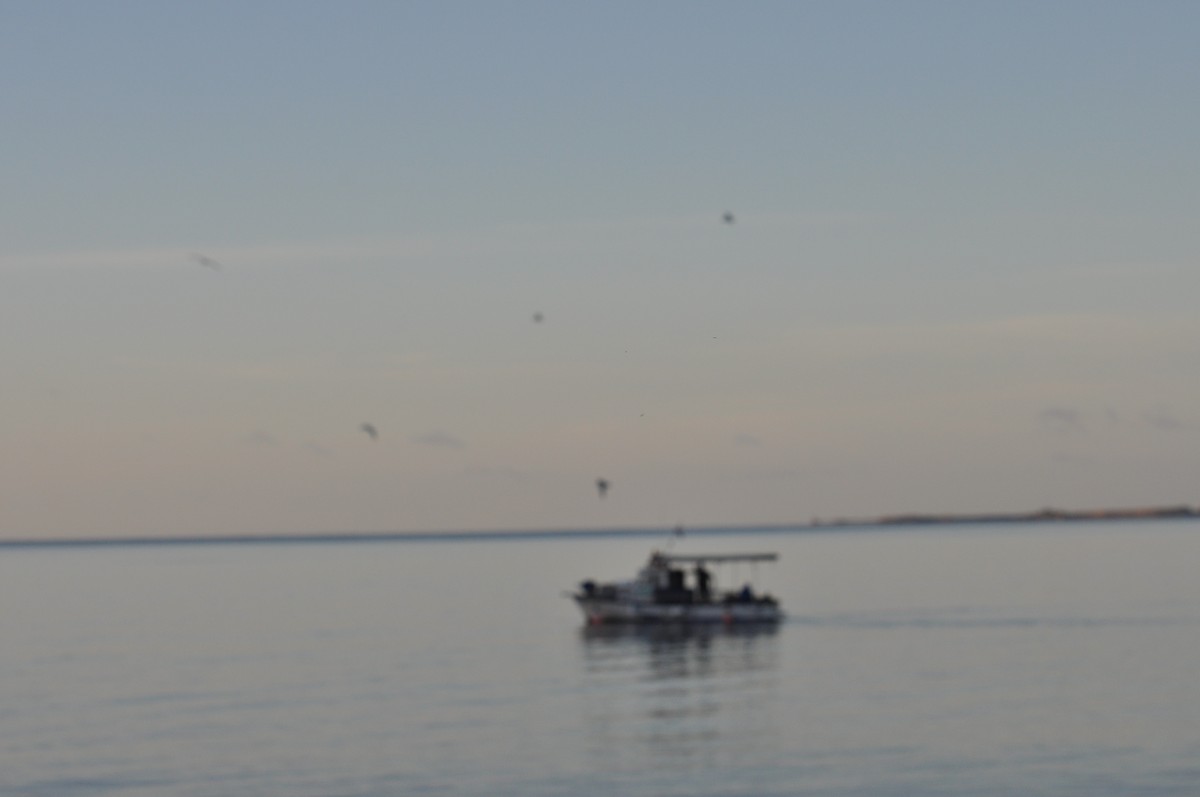 Yellow-legged Gull - ML644352356