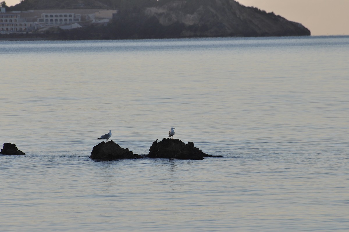 Yellow-legged Gull - ML644352359