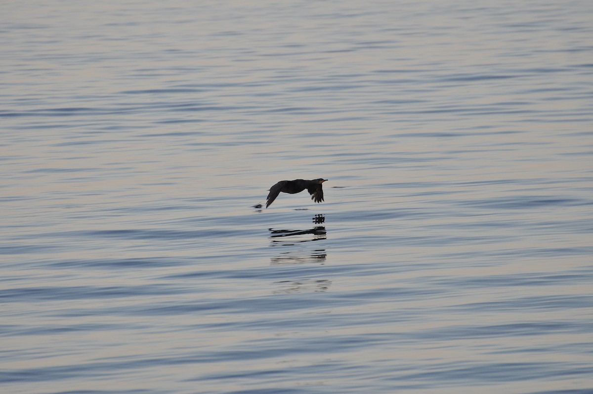 European Shag - ML644352362