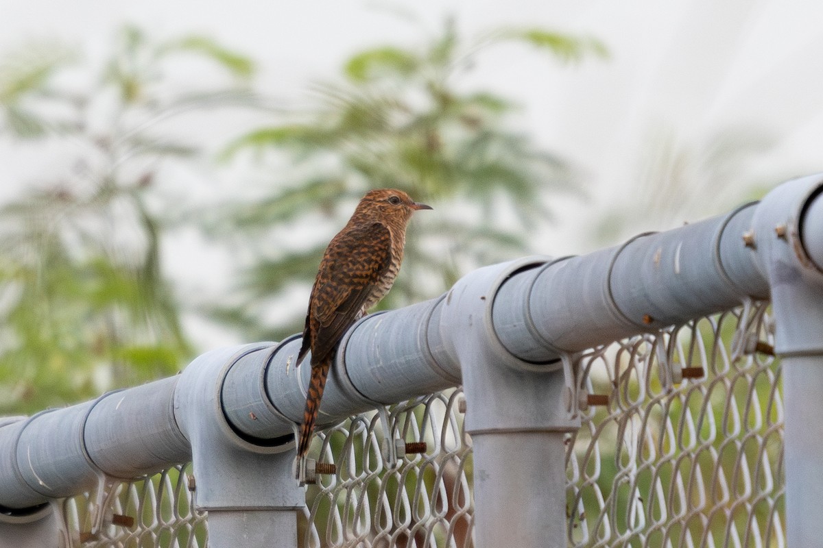 klagegjøk - ML644352363