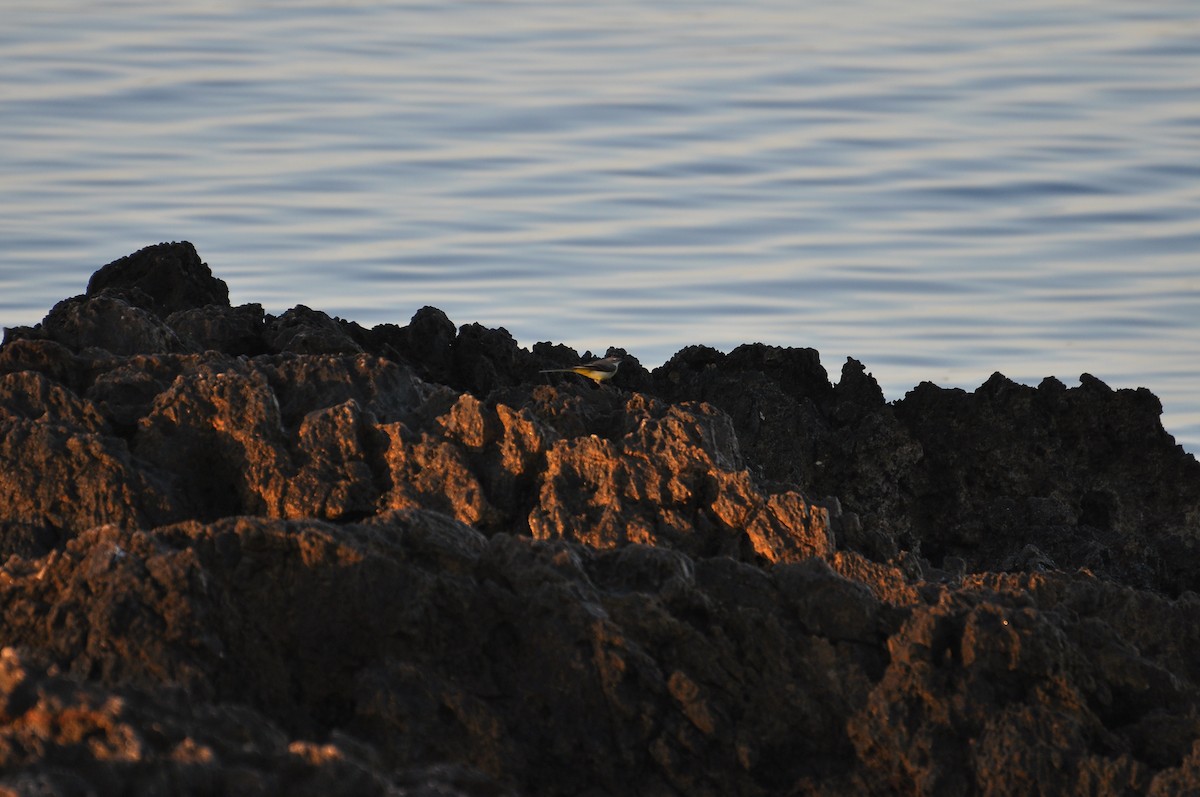 灰鶺鴒 - ML644352366