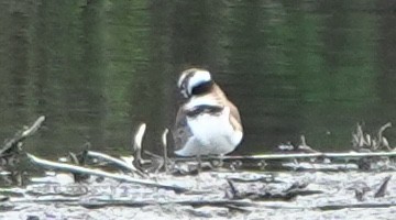 Killdeer - ML644352373