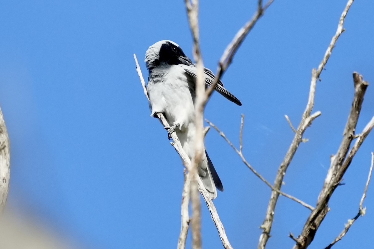 Black-faced Cuckooshrike - ML644352377