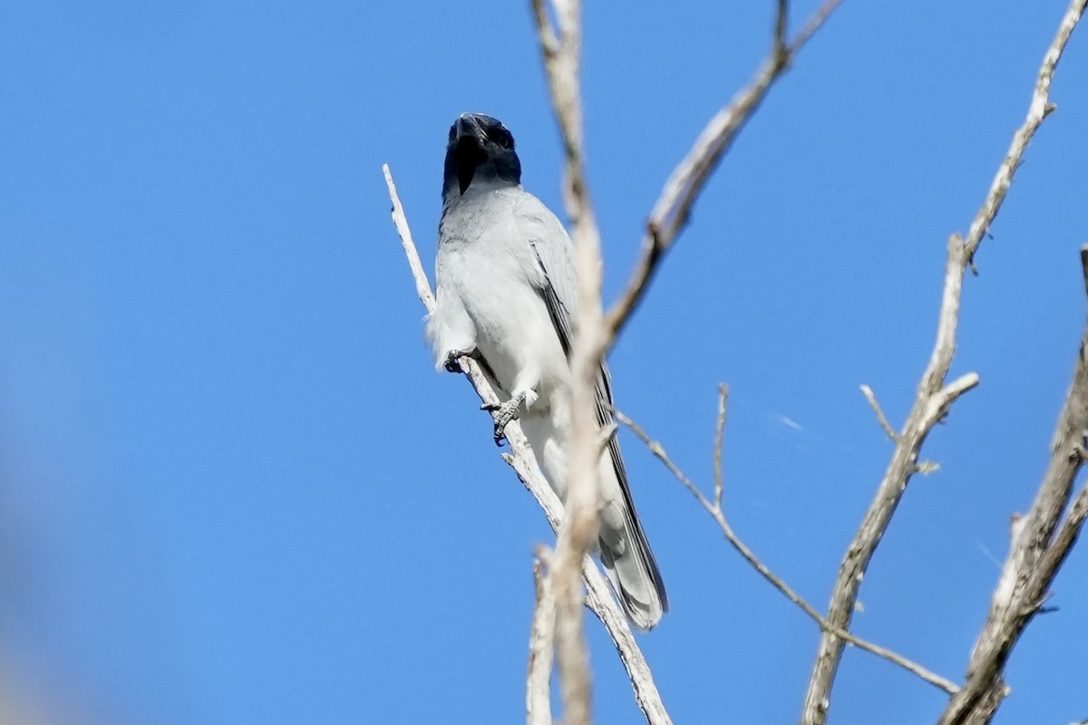 Black-faced Cuckooshrike - ML644352378
