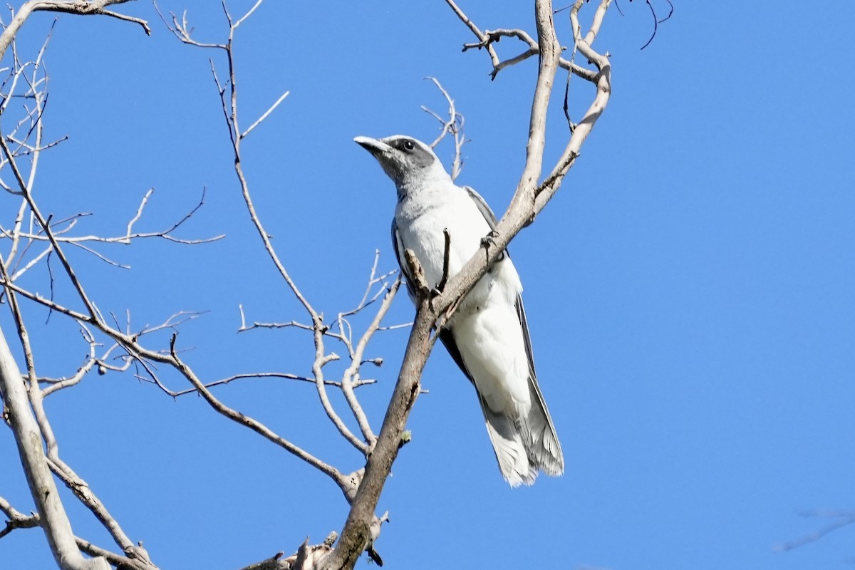 Black-faced Cuckooshrike - ML644352379